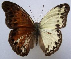CYMOTHOE caenis GYNANDROMORPH (2) (Internet Image property of respective owner, non-commercial use only)